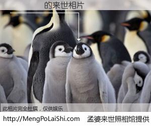 #孟婆来世照相馆# 【���� 来世的未来相片】一碗梦婆汤，忘却了今生爱与痛，了无牵挂进入轮回。再相遇，已是天涯陌路人。可否借我一双慧眼，看清今生与来世？孟婆来世照相馆，触摸你的未来。���� 来世的未来相片，有图有真相：