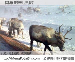 #孟婆来世照相馆# 【向海 来世的未来相片】一碗梦婆汤，忘却了今生爱与痛，了无牵挂进入轮回。再相遇，已是天涯陌路人。可否借我一双慧眼，看清今生与来世？孟婆来世照相馆，触摸你的未来。向海 来世的未来相片，有图有真相：