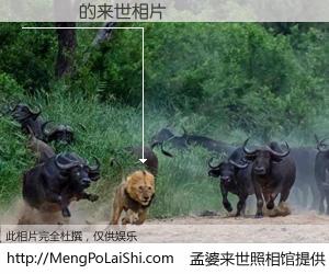 #孟婆来世照相馆# 【張偉創 来世的未来相片】一碗梦婆汤，忘却了今生爱与痛，了无牵挂进入轮回。再相遇，已是天涯陌路人。可否借我一双慧眼，看清今生与来世？孟婆来世照相馆，触摸你的未来。張偉創 来世的未来相片，有图有真相：