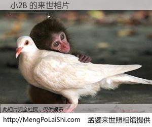 #孟婆来世照相馆# 【小2B 来世的未来相片】一碗梦婆汤，忘却了今生爱与痛，了无牵挂进入轮回。再相遇，已是天涯陌路人。可否借我一双慧眼，看清今生与来世？孟婆来世照相馆，触摸你的未来。小2B 来世的未来相片，有图有真相：