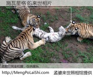 #孟婆来世照相馆# 【施瓦星格 来世的未来相片】一碗梦婆汤，忘却了今生爱与痛，了无牵挂进入轮回。再相遇，已是天涯陌路人。可否借我一双慧眼，看清今生与来世？孟婆来世照相馆，触摸你的未来。施瓦星格 来世的未来相片，有图有真相：