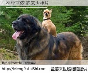 #孟婆来世照相馆# 【林孙可依 来世的未来相片】一碗梦婆汤，忘却了今生爱与痛，了无牵挂进入轮回。再相遇，已是天涯陌路人。可否借我一双慧眼，看清今生与来世？孟婆来世照相馆，触摸你的未来。林孙可依 来世的未来相片，有图有真相：