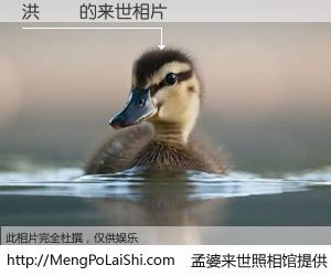 #孟婆来世照相馆# 【洪勝彥 来世的未来相片】一碗梦婆汤，忘却了今生爱与痛，了无牵挂进入轮回。再相遇，已是天涯陌路人。可否借我一双慧眼，看清今生与来世？孟婆来世照相馆，触摸你的未来。洪勝彥 来世的未来相片，有图有真相：