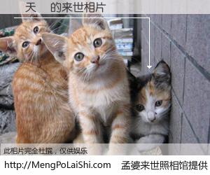 #孟婆来世照相馆# 【蕭天發 来世的未来相片】一碗梦婆汤，忘却了今生爱与痛，了无牵挂进入轮回。再相遇，已是天涯陌路人。可否借我一双慧眼，看清今生与来世？孟婆来世照相馆，触摸你的未来。蕭天發 来世的未来相片，有图有真相：