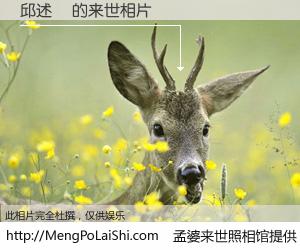 #孟婆来世照相馆# 【邱述芃 来世的未来相片】一碗梦婆汤，忘却了今生爱与痛，了无牵挂进入轮回。再相遇，已是天涯陌路人。可否借我一双慧眼，看清今生与来世？孟婆来世照相馆，触摸你的未来。邱述芃 来世的未来相片，有图有真相：