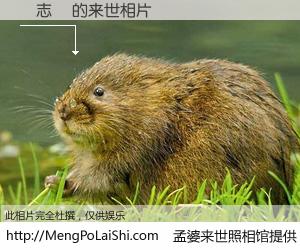 #孟婆来世照相馆# 【黃志華 来世的未来相片】一碗梦婆汤，忘却了今生爱与痛，了无牵挂进入轮回。再相遇，已是天涯陌路人。可否借我一双慧眼，看清今生与来世？孟婆来世照相馆，触摸你的未来。黃志華 来世的未来相片，有图有真相：